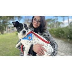 4ª Festa do Agricultor de Campo Largo terá feira de doação e exposição de animais